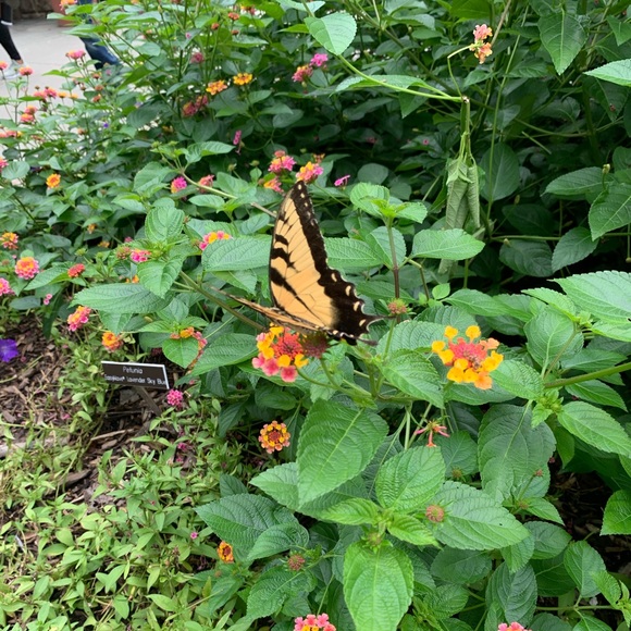 Meet your Posher, Vivian - Picture 1 of 1